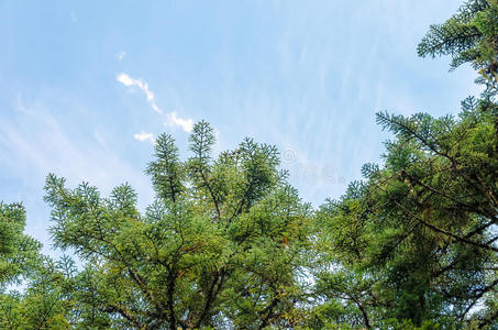 树枝和天空