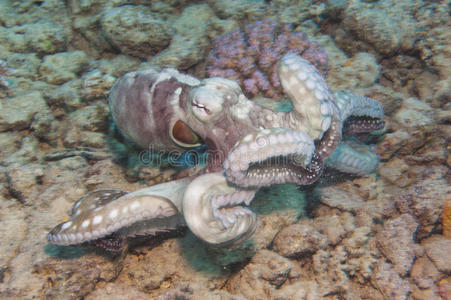 珊瑚礁上的章鱼