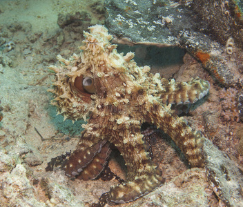 珊瑚礁上的章鱼