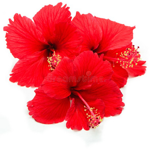 扶桑花底图图片-扶桑花底图素材-扶桑花底图插画-摄图新视界