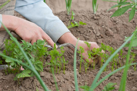 手拔草拔草照片