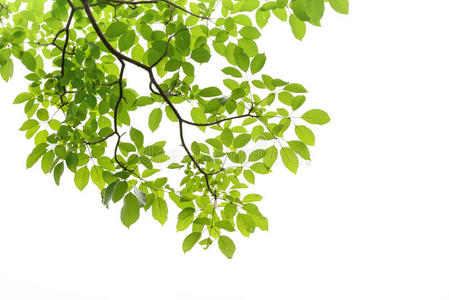 多彩的树枝图片