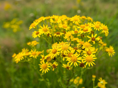 黄花豚草