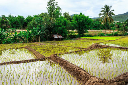 泰国稻田