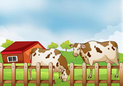 围栏里有两头母牛的农场