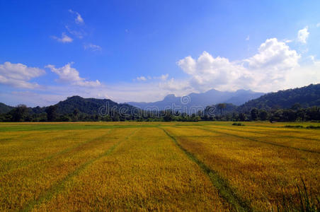 大面积橙色稻田图片