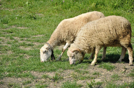 公绵羊和母绵羊