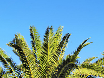 兰萨洛特棕榈树