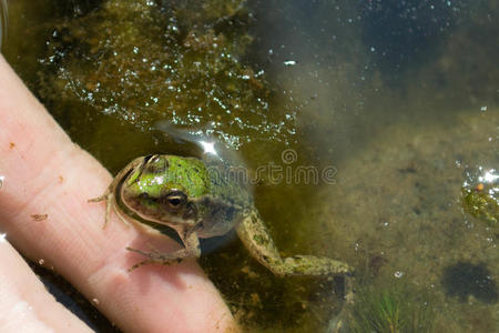 手指上有青蛙