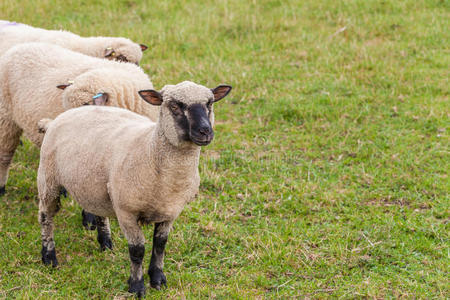 英国农场里的羊。