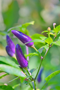 紫辣椒图片