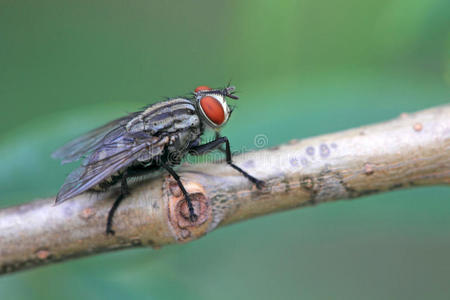 栖息地 园艺 农业 蝇科 害虫 生态 双翅目 休息 领域