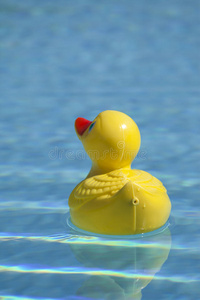 水池里的塑料鸭