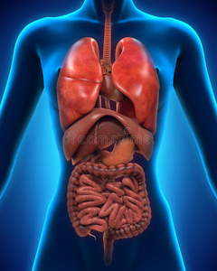 消化道内的人权人体前视图直肠癌与造口扁丝的现代化设计与阴影图标大