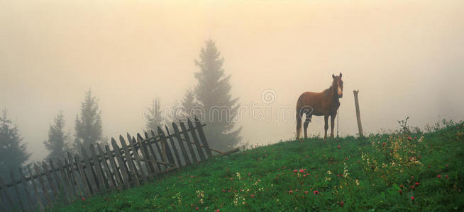 鬃毛 皮带 鼻子 天空 反应 自由的 薄雾 面对 斯塔 喀尔巴阡山