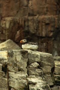 悬崖上的大西洋海雀图片