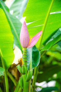 开花香蕉