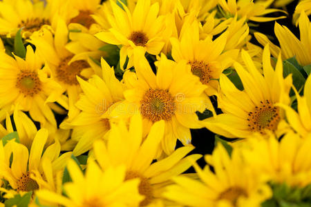 五颜六色的黄色向日葵