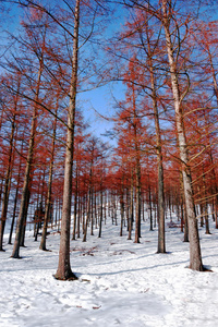 冬雪中的山毛榉林