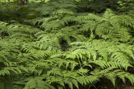 森林里的野生绿色蕨类植物