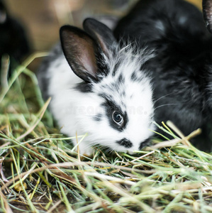 干草中美丽的黑白兔