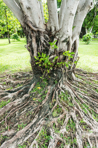 根和茎