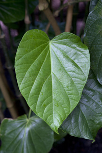 镇静剂 太平洋 草药 风笛手 卡瓦 植物 医学