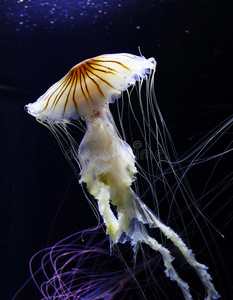 水母水母美丽的水母水母在水族馆红蓝色条纹的水母有毒的箱形水母的