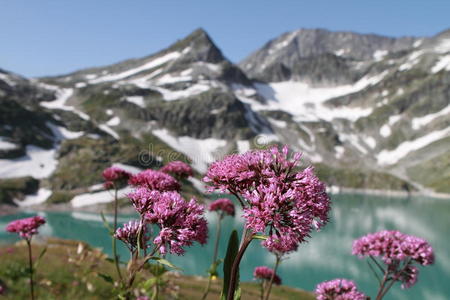 奥地利apls的山湖与花草