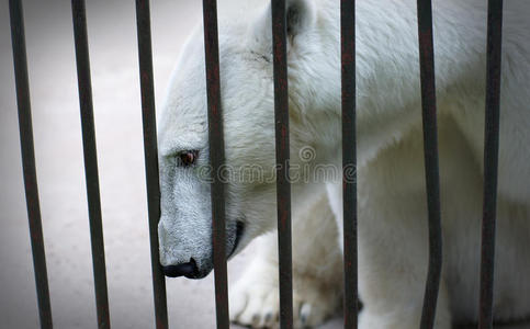 笼子里一只悲伤孤独的北极熊的画像