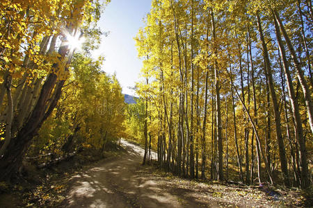 科罗拉多州秋天的白杨林