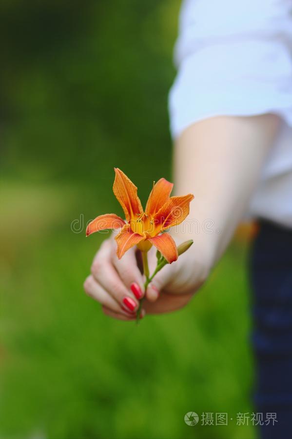 女子手捧美丽的桔黄色百合花