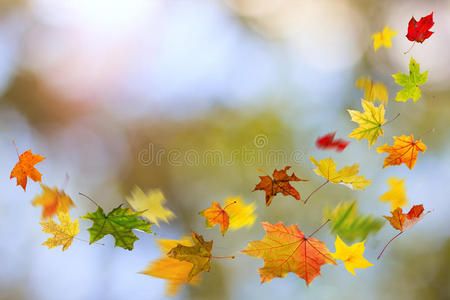 秋色落叶图片