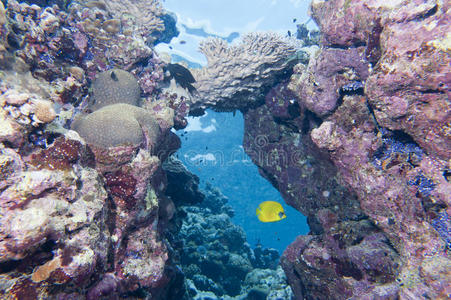 暗礁背景中黄蓝相间的蝴蝶天使鱼