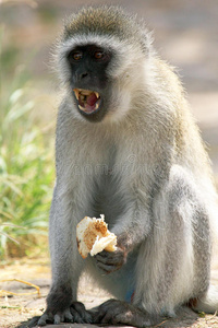 国家的 食物 储备 游猎 狒狒 动物 公园 牙齿 肯尼亚