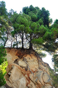 波哥拉岩石上的松树