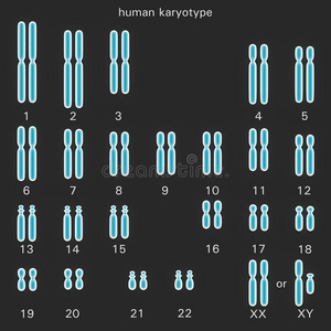 人类染色体组图图片