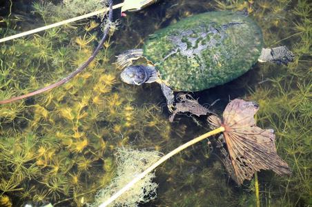 池塘乌龟图片