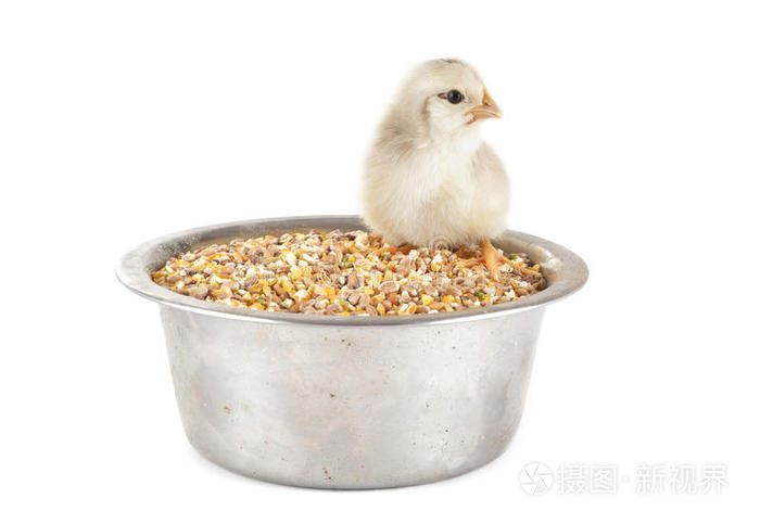 小鸡和谷类食品