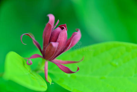 花蜡梅图片