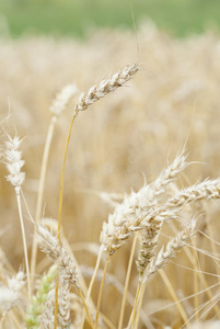准备收割的小麦作物。