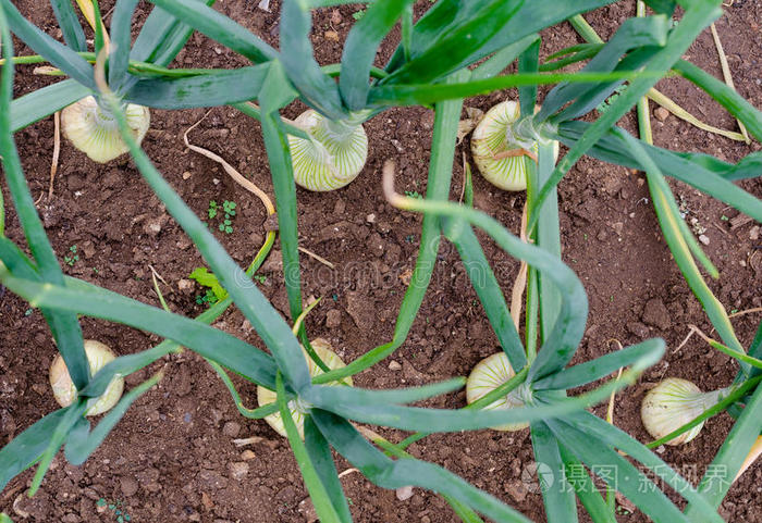 蔬菜 发芽 春天 作物 成长 补丁 生产 厨房 夏天 洋葱