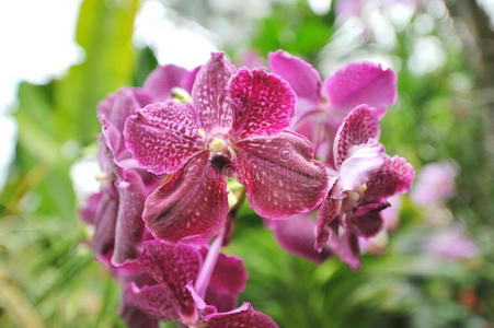 花园里美丽的紫色兰花