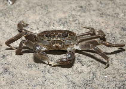 中华绒螯蟹东山图片