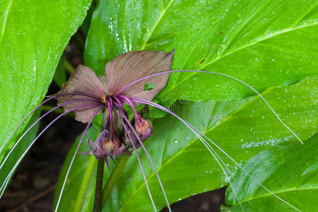 蝙蝠花tacca chantrieri andre