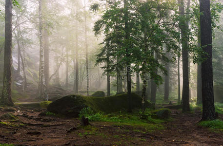 在森林深处的早晨