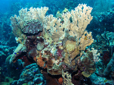 净火珊瑚图片-净火珊瑚素材-净火珊瑚插画-摄图新视界