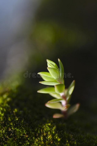 植物的生长芽