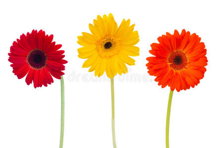 三朵雏菊花照片