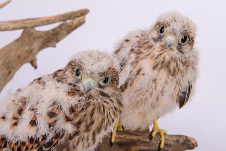 雏鹰雏鹰幼鸟派德鳄梨 (recurvirostra avocet) 小鸡派德鳄梨 (recur